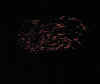 Squiggles.JPG (121540 bytes)