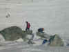 RosyBruceYellowSnow.jpg (59373 bytes)