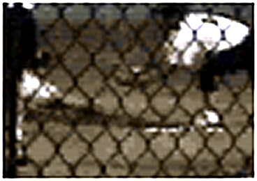 Frame2CloseupStretched.jpg (67840 bytes)